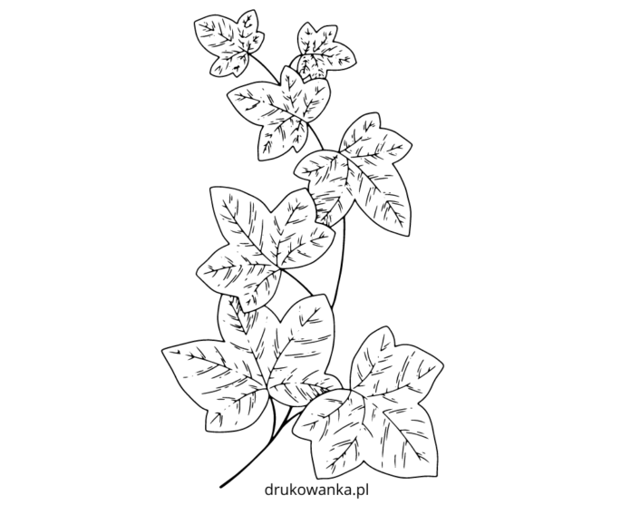 ivy leaves coloring book to print