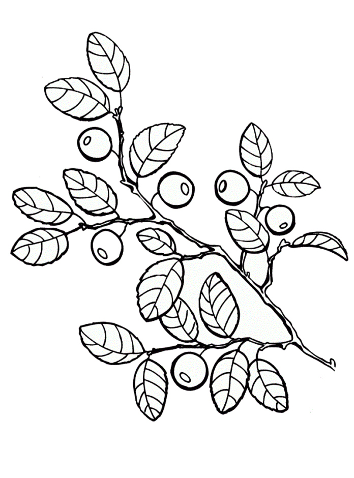 Blåbär på en buske som kan skrivas ut bild