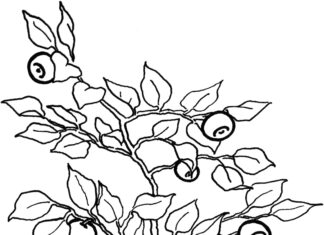 Blåbær i haven, billede til udskrivning