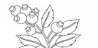 葉っぱ付きブルーベリーの印刷用画像