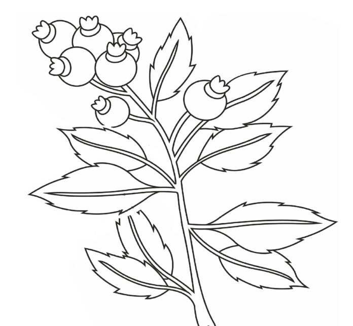 Imagen de arándanos con hojas para imprimir
