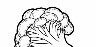 brokolice ilustrace omalovánky k vytisknutí