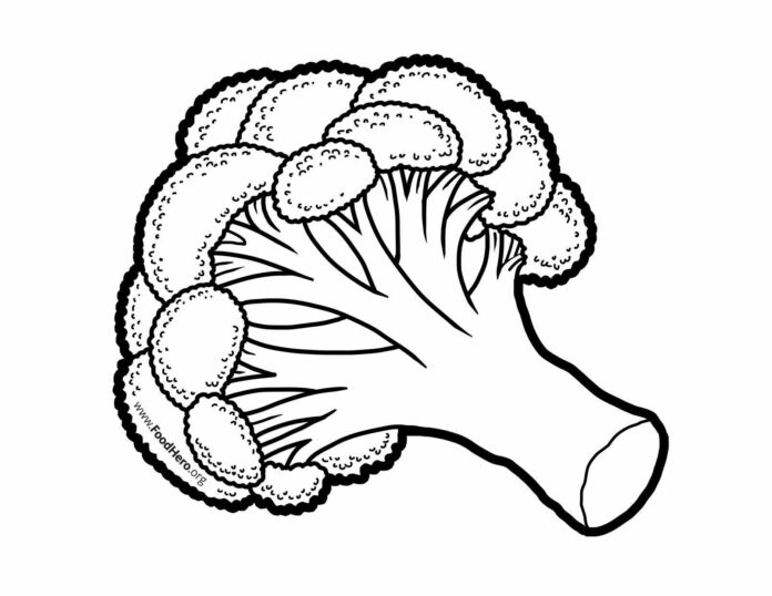 broccoli drawing coloring book to print