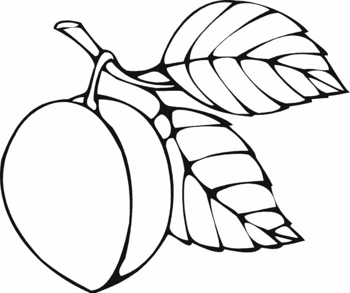 Pfirsich auf dem Bild eines Zweigs zum Drucken