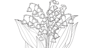 bouquet de muguet - livre à colorier à imprimer