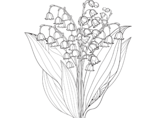 Maiglöckchen Blumenstrauß Malbuch zum Ausdrucken