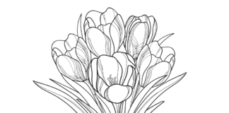 bouquet of crocuses coloring book to print