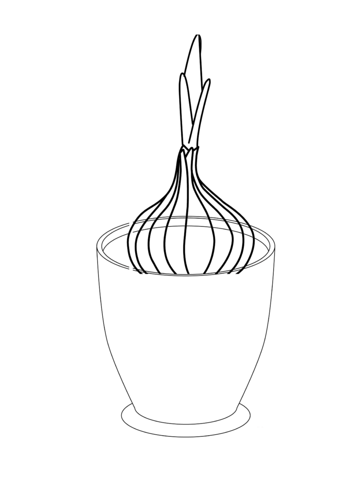 onion in a pot 印刷用塗り絵