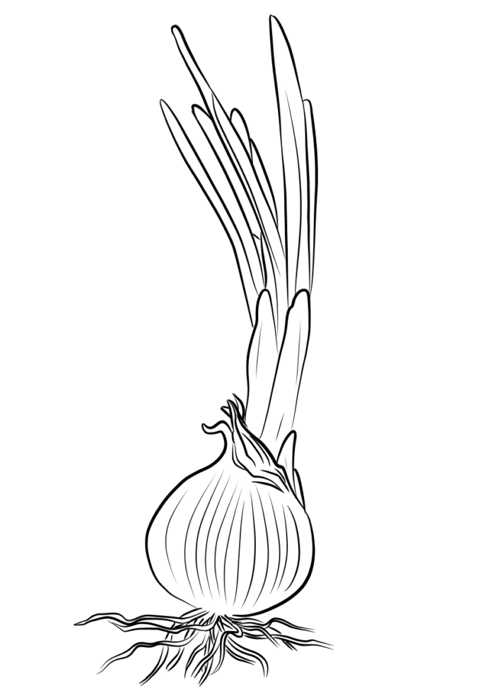 onion with chives coloring book to print