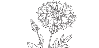 cornflower flower coloring book to print