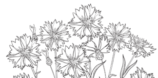 cornflowers blooming in a meadow coloring book to print