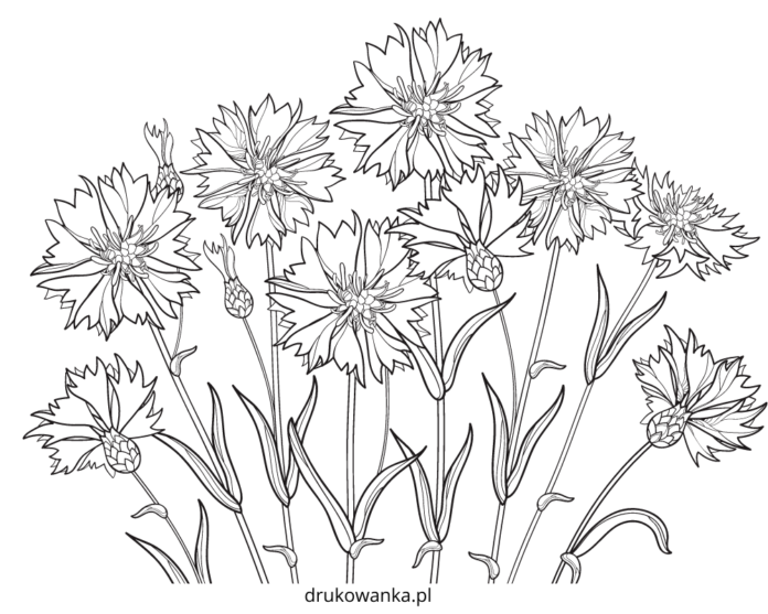 cornflowers blooming in a meadow coloring book to print