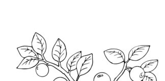 blueberry coloring book to print