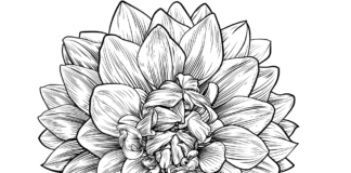 dahlia printable coloring book