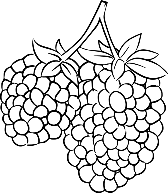 Blackberries ripe picture to print