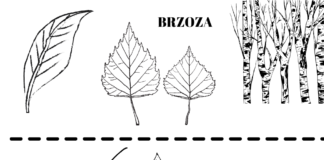 Bäume und ihre Blätter Malbuch zum Ausdrucken