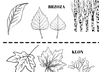 træer og deres blade til udskrivning og farvelægning