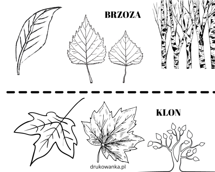 træer og deres blade til udskrivning og farvelægning