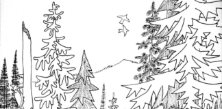 coniferous and deciduous trees coloring book to print