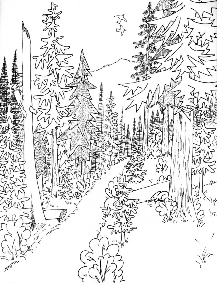 coniferous and deciduous trees coloring book to print