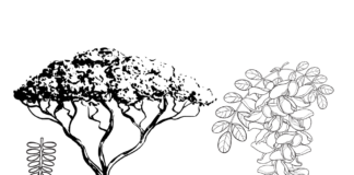 acacia tree printable coloring book