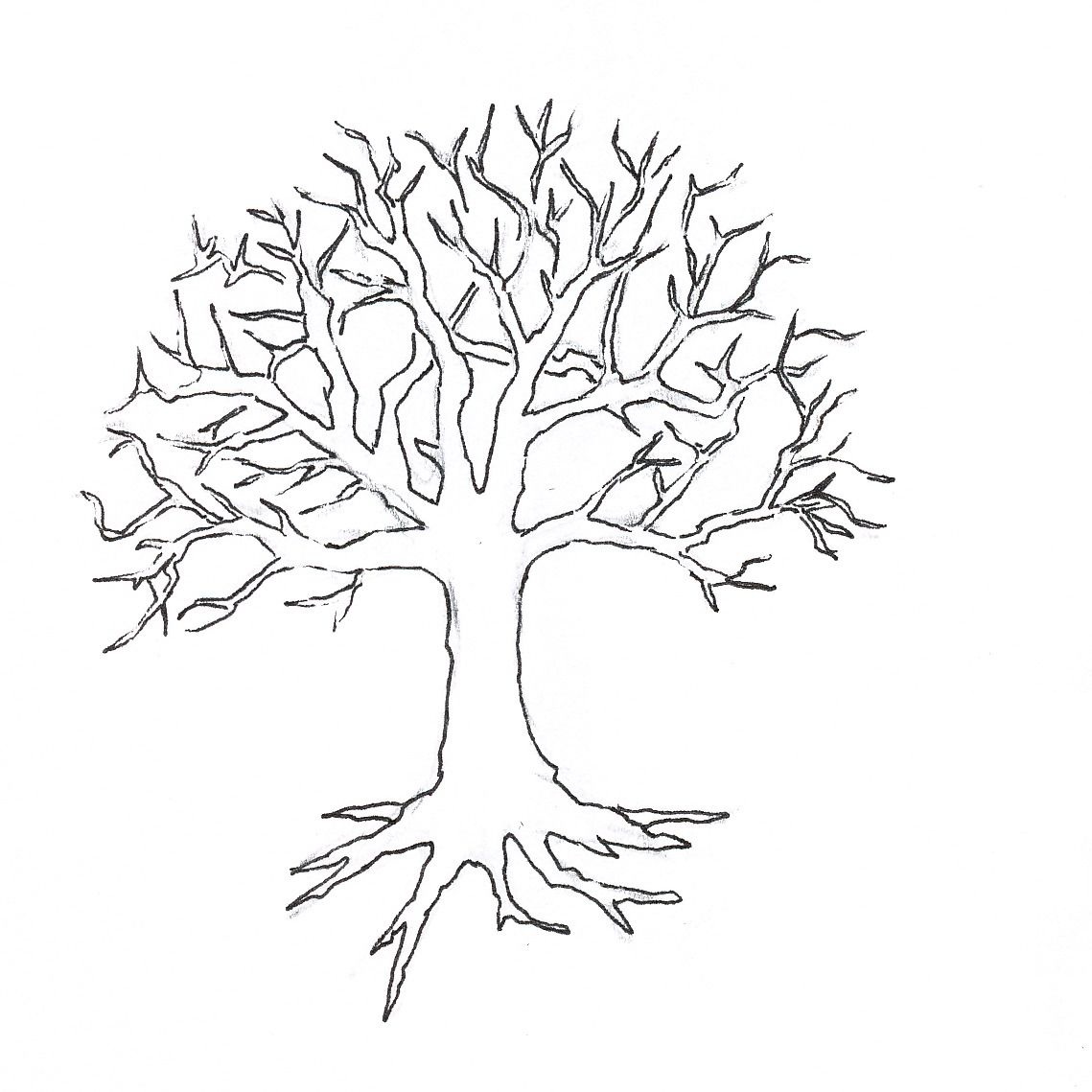 Tree Without Leaves Drawing , Png Download, Transparent Png -  2241x1860(#2165506) - PngFind
