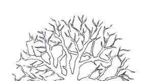 tree without leaves drawing coloring book to print