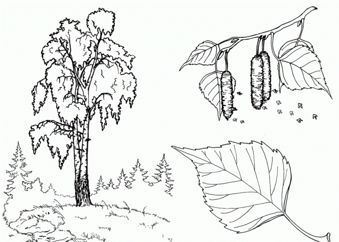 birch tree coloring book printable