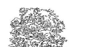 beech tree coloring book printable