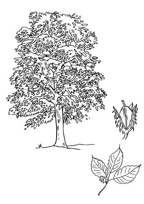 bukový strom - omaľovánky na vytlačenie
