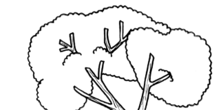 livre de coloriage de l'arbre au ciel à imprimer