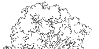 oak tree coloring book to print