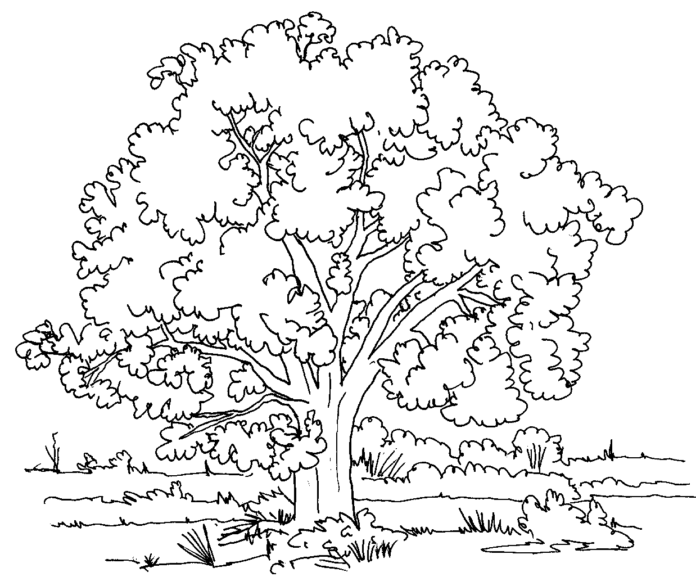 カシワの木の塗り絵の印刷