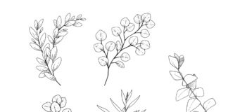 eucalyptus tree coloring book to print