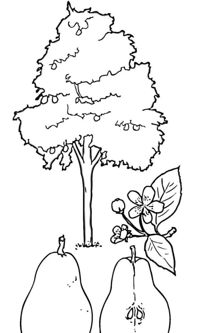 梨の木の印刷用塗り絵