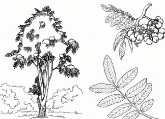 pihlajanpuu värityskirja tulostettava