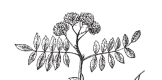 ash tree coloring book printable