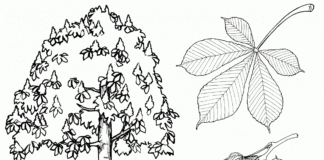 chestnut tree coloring book to print