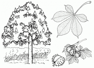 Färgbok om kastanjeträdet som kan skrivas ut