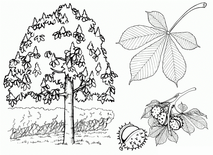 drzewo kasztanowca kolorowanka do drukowania