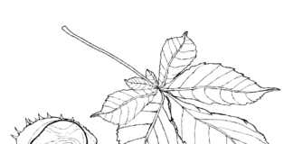 Kastanienbaum-Malbuch zum Ausdrucken