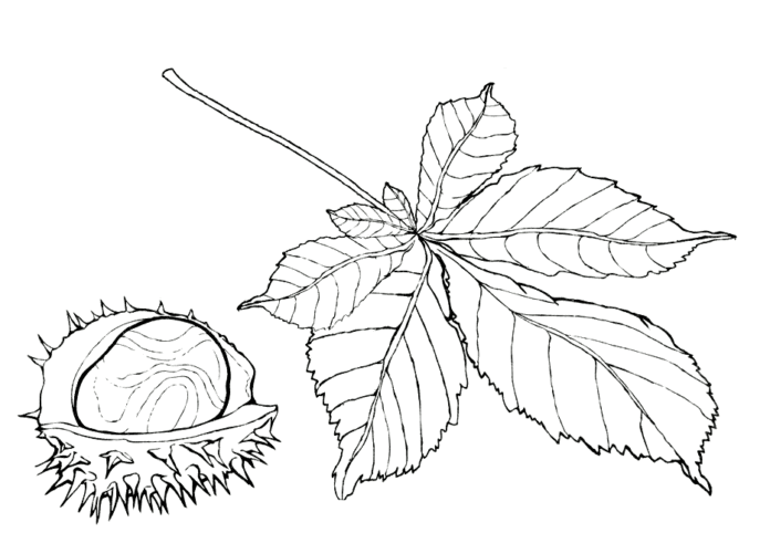 chestnut tree coloring book printable