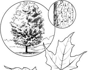 カエデの木の印刷用塗り絵