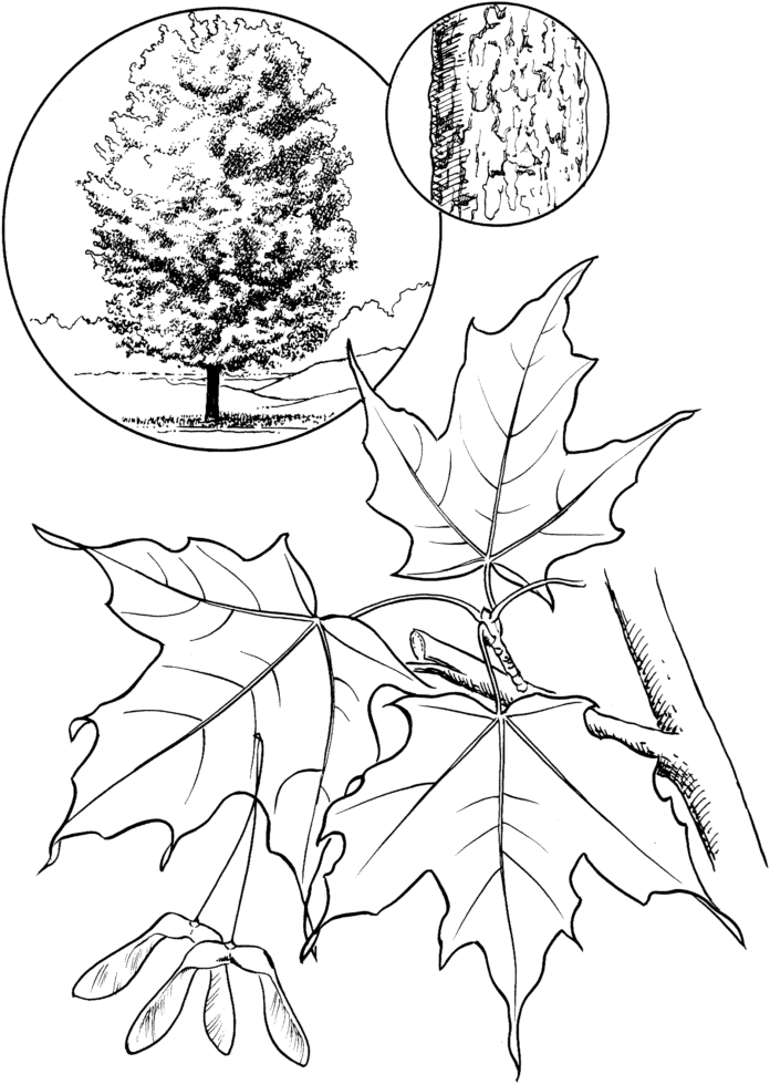 maple tree coloring book printable