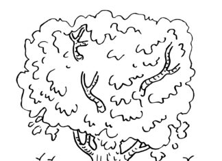 Ahornbaum Färbung Seite druckbar