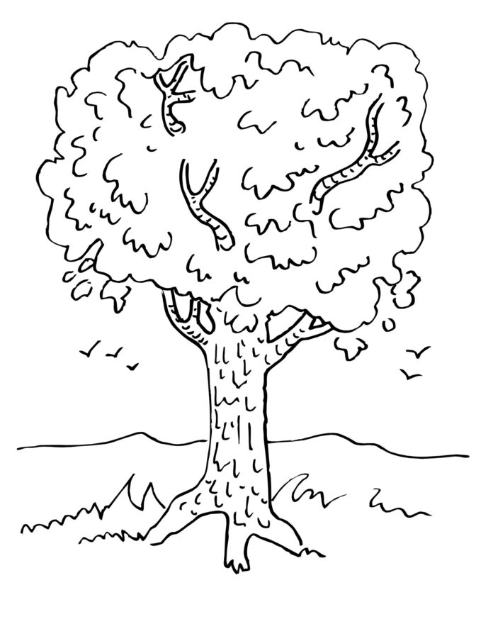 maple tree coloring book to print