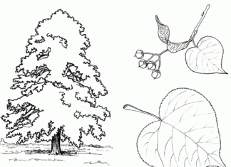 linden tree coloring book to print