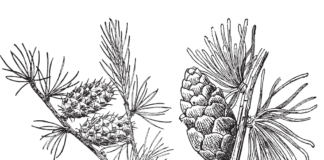 larch tree coloring book to print