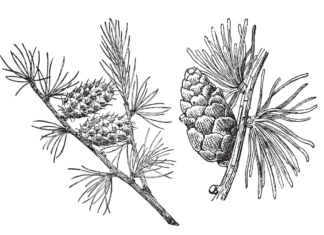 larch tree coloring book to print