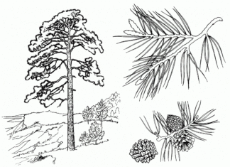 tree pine coloring book to print